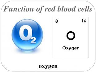 Function of red blood cells oxygen