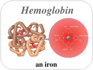 Hemoglobin an iron
