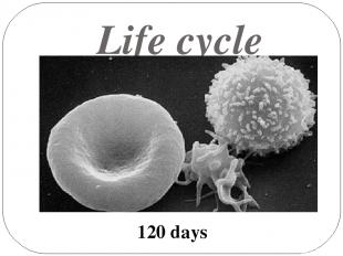 Life cycle 120 days