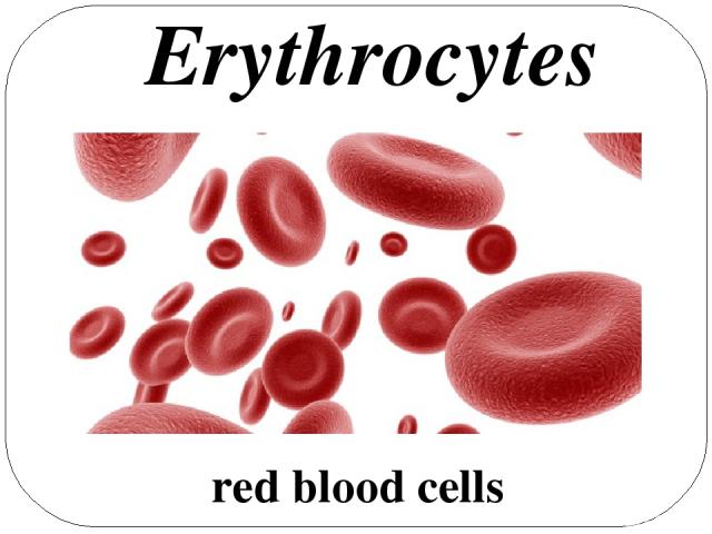 red blood cells Erythrocytes