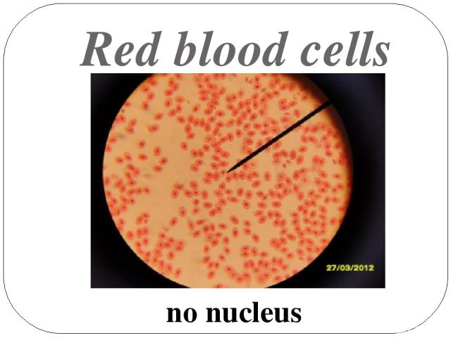 Red blood cells no nucleus
