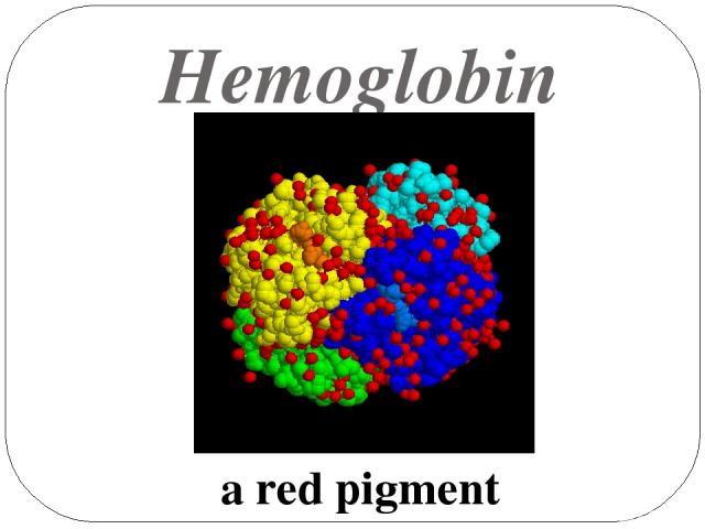 Hemoglobin a red pigment