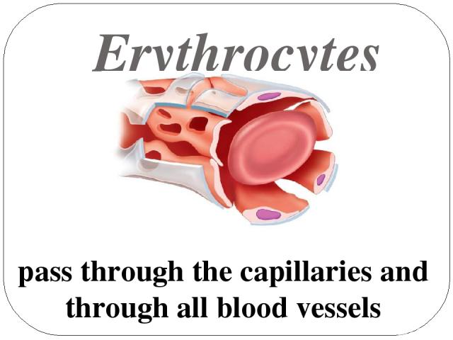 Erythrocytes pass through the capillaries and through all blood vessels