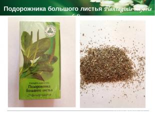 Показания к применению Мяты перечной листья Menthae piperitae foli спазмы гладко