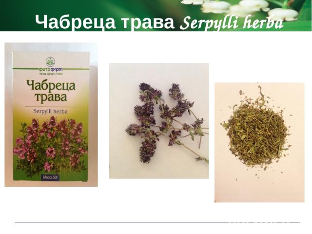 Чабреца трава Serpylli herba Показания к применению при легочных заболеваниях как отхаркивающее, дезинфицирующее средство