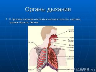 Органы дыхания К органам дыхания относятся носовая полость, гортань, трахея, бро