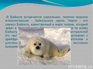 В Байкале встречается уникальное, типично морское млекопитающее - байкальская не