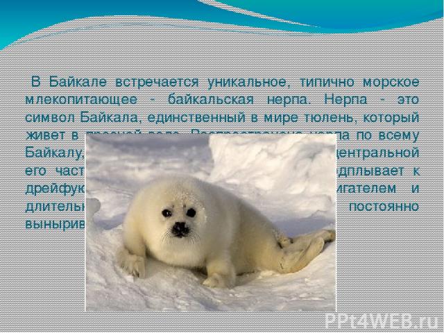 В Байкале встречается уникальное, типично морское млекопитающее - байкальская нерпа. Нерпа - это символ Байкала, единственный в мире тюлень, который живет в пресной воде. Распространена нерпа по всему Байкалу, но особенно широко в северной и централ…