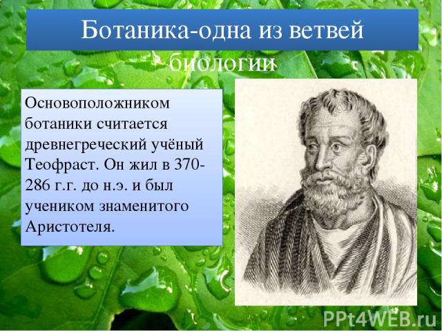 Ботаника-одна из ветвей биологии Основоположником ботаники считается древнегреческий учёный Теофраст. Он жил в 370-286 г.г. до н.э. и был учеником знаменитого Аристотеля.