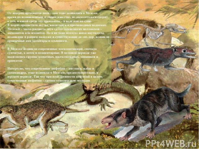 От ящериц произошли змеи – они тоже появились в Мезозое, - время их возникновение в общем известно, но палеонтологи спорят о том, в какой среде это произошло – в воде или на суше.  В морях процветали акулы, жили они и в пресноводных водоемах. Мезозо…