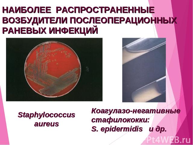 НАИБОЛЕЕ РАСПРОСТРАНЕННЫЕ ВОЗБУДИТЕЛИ ПОСЛЕОПЕРАЦИОННЫХ РАНЕВЫХ ИНФЕКЦИЙ Staphylococcus aureus Коагулазо-негативные стафилококки: S. epidermidis и др.