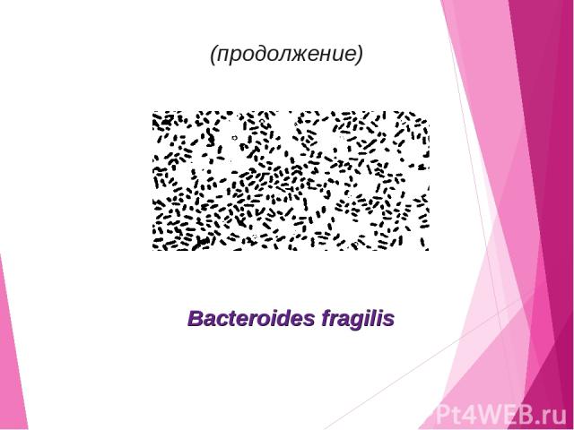 (продолжение) Bacteroides fragilis