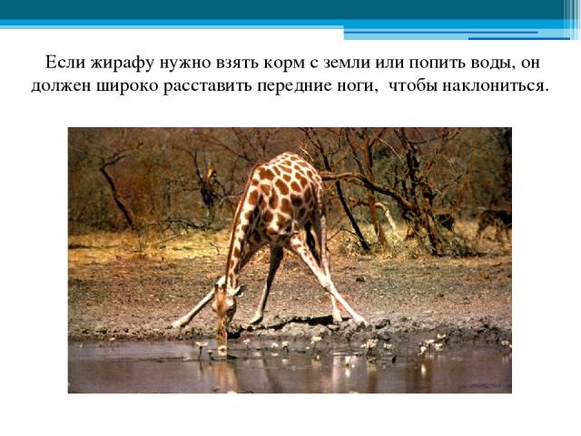 Если жирафу нужно взять корм с земли или попить воды, он должен широко расставить передние ноги, чтобы наклониться.