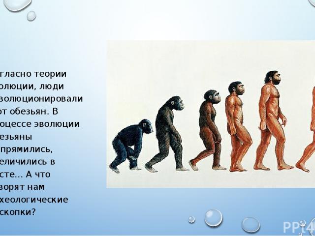 Согласно теории эволюции, люди «эволюционировали» от обезьян. В процессе эволюции обезьяны выпрямились, увеличились в росте… А что говорят нам археологические раскопки?