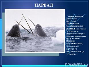НАРВАЛ Одним из самых загадочных обитателей Арктического бассейна, является – На