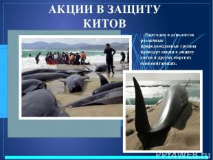 АКЦИИ В ЗАЩИТУ КИТОВ Ежегодно в день китов различные природоохранные группы пров