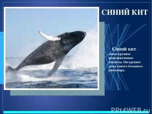 СИНИЙ КИТ Синий кит - самое крупное млекопитающее планеты. Он крупнее даже самог