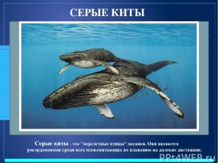 СЕРЫЕ КИТЫ Серые киты - это "перелетные птицы" океанов. Они являются рекордсмена