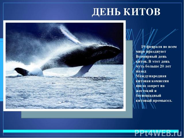 ДЕНЬ КИТОВ 19 февраля во всем мире празднуют Всемирный день китов. В этот день чуть больше 20 лет назад Международная китовая комиссия ввела запрет на жестокий и беспощадный китовый промысел.