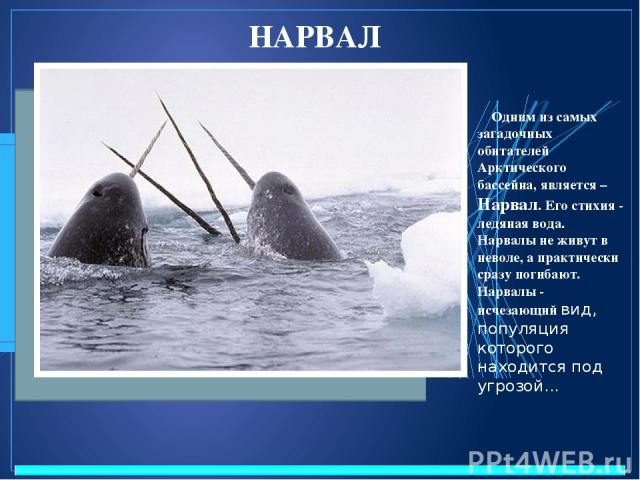 НАРВАЛ Одним из самых загадочных обитателей Арктического бассейна, является – Нарвал. Его стихия - ледяная вода. Нарвалы не живут в неволе, а практически сразу погибают. Нарвалы - исчезающий вид, популяция которого находится под угрозой...