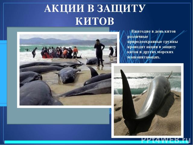АКЦИИ В ЗАЩИТУ КИТОВ Ежегодно в день китов различные природоохранные группы проводят акции в защиту китов и других морских млекопитающих.  