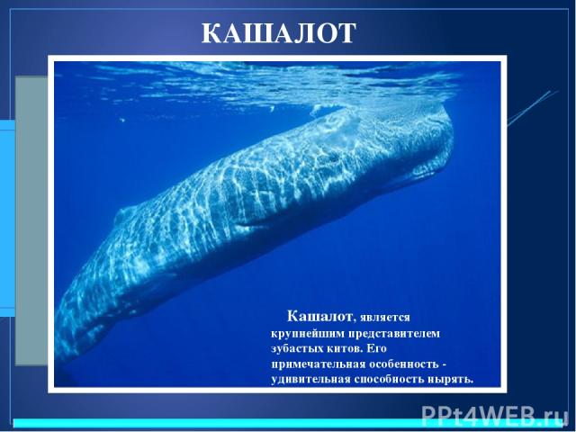 КАШАЛОТ Название горбатый кит получил из-за спинного плавника, формой напоминающего горб, либо от привычки при плавании сильно выгибать спину. Кашалот, является крупнейшим представителем зубастых китов. Его примечательная особенность - удивительная …