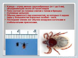 Клещи – отряд мелких паукообразных (от 1 до 5 мм), объединяющий около 20 тысяч в