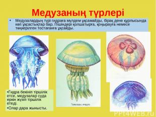 Медузаның түрлері Медузалардың түрі гидраға мүлдем ұқсамайды, бірақ дене құрлысы