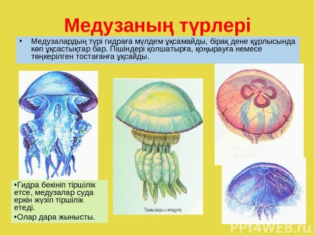 Медузаның түрлері Медузалардың түрі гидраға мүлдем ұқсамайды, бірақ дене құрлысында көп ұқсастықтар бар. Пішіндері қолшатырға, қоңырауға немесе төңкерілген тостағанға ұқсайды. Гидра бекініп тіршілік етсе, медузалар суда еркін жүзіп тіршілік етеді. О…
