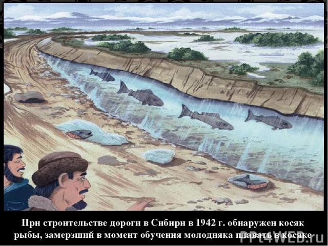При строительстве дороги в Сибири в 1942 г. обнаружен косяк рыбы, замерзший в момент обучения молодняка плавать в косяке