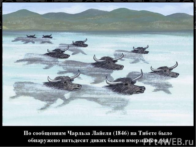 По сообщениям Чарльза Лайеля (1846) на Тибете было обнаружено пятьдесят диких быков вмерзших в лед