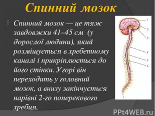 Спинний мозок Спинний мозок — це тяж завдовжки 41–45 см (у дорослої людини), яки