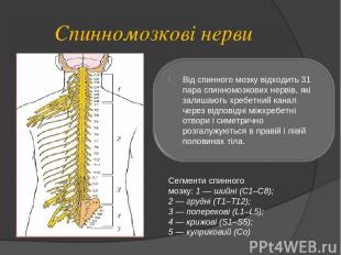 Спинномозкові нерви Сегменти спинного мозку: 1 — шийні (С1–С8); 2 — грудні (Т1–Т