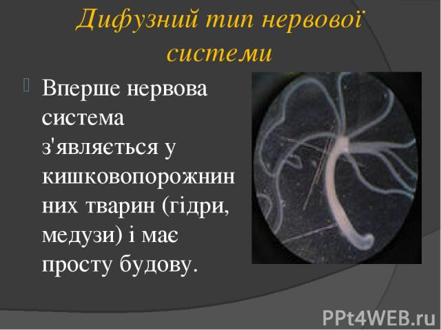 Дифузний тип нервової системи Вперше нервова система з'являється у кишковопорожнинних тварин (гідри, медузи) і має просту будову.
