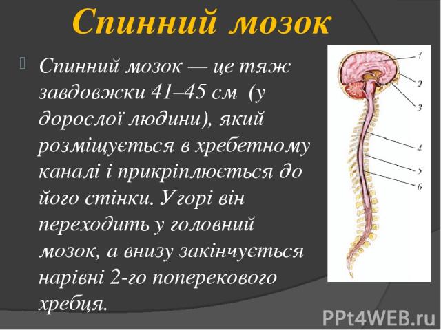 Спинний мозок Спинний мозок — це тяж завдовжки 41–45 см (у дорослої людини), який розміщується в хребетному каналі і прикріплюється до його стінки. Угорі він переходить у головний мозок, а внизу закінчується нарівні 2-го поперекового хребця.