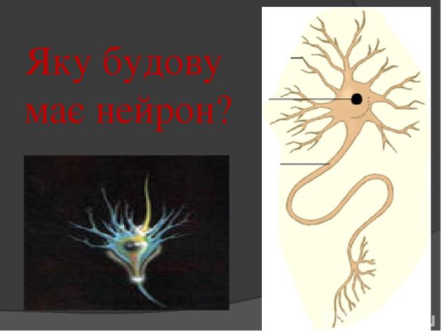 Яку будову має нейрон?
