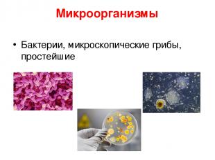Микроорганизмы Бактерии, микроскопические грибы, простейшие