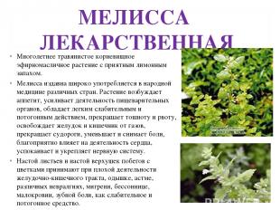 МЕЛИССА ЛЕКАРСТВЕННАЯ Многолетнее травянистое корневищное эфирномасличное растен