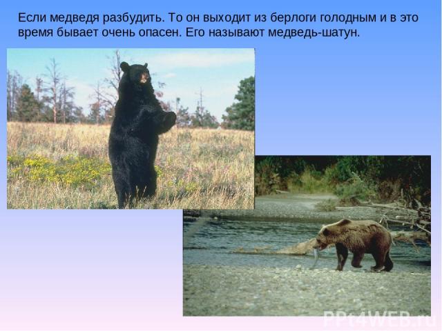 Если медведя разбудить. То он выходит из берлоги голодным и в это время бывает очень опасен. Его называют медведь-шатун.