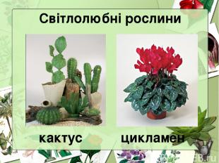 Світлолюбні рослини кактус цикламен