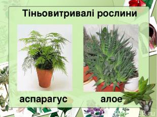 Тіньовитривалі рослини аспарагус алое