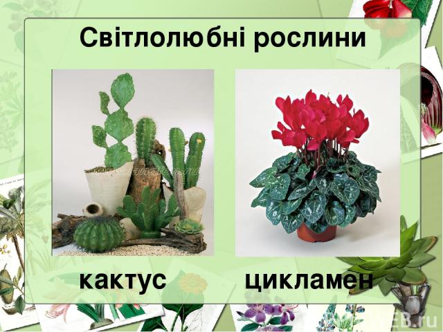 Світлолюбні рослини кактус цикламен