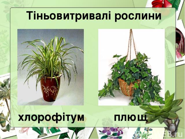 Тіньовитривалі рослини хлорофітум плющ