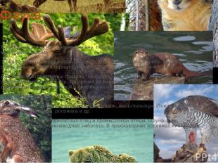  Фауна  В зоне тундр водятся северный олень, полярный заяц, песец и оригинальный