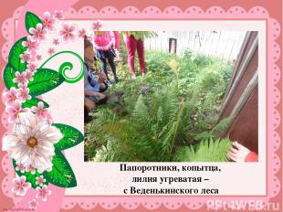 Папоротники, копытца, лилия угреватая – с Веденькинского леса