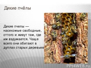 Дикие пчёлы Дикие пчелы — насекомые свободные, оттого и живут там, где им вздума