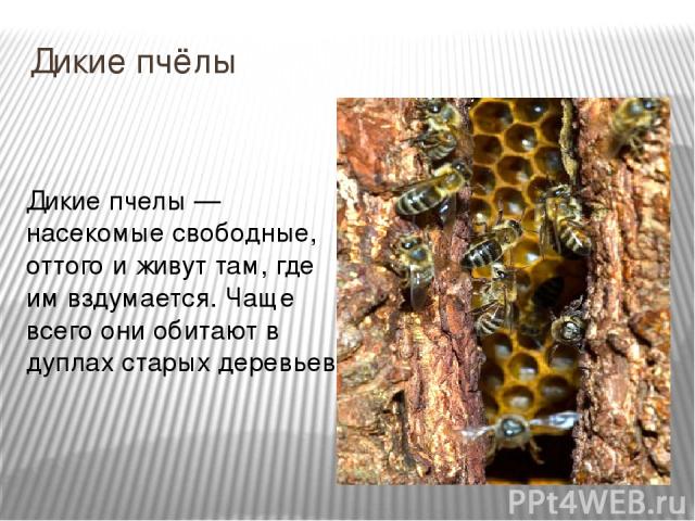 Дикие пчёлы Дикие пчелы — насекомые свободные, оттого и живут там, где им вздумается. Чаще всего они обитают в дуплах старых деревьев