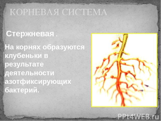 КОРНЕВАЯ СИСТЕМА Стержневая . На корнях образуются клубеньки в результате деятельности азотфиксирующих бактерий.