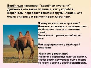 Почему не жарко им в пустыне?  Длинная густая шерсть защищает тело верблюда от п