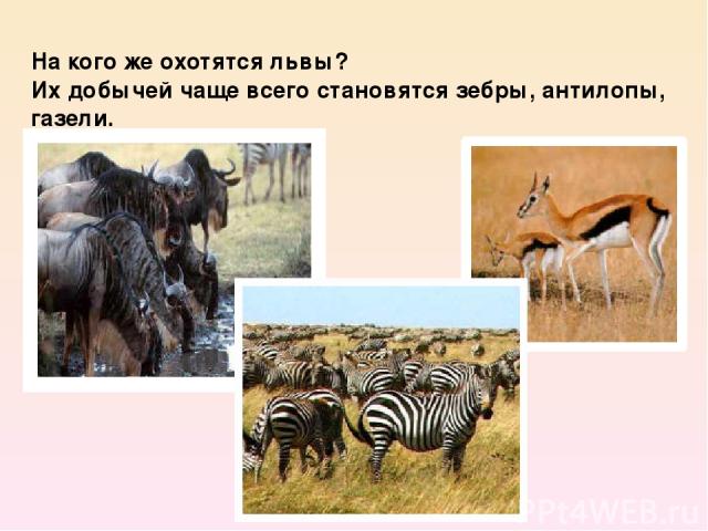 На кого же охотятся львы?  Их добычей чаще всего становятся зебры, антилопы, газели.
